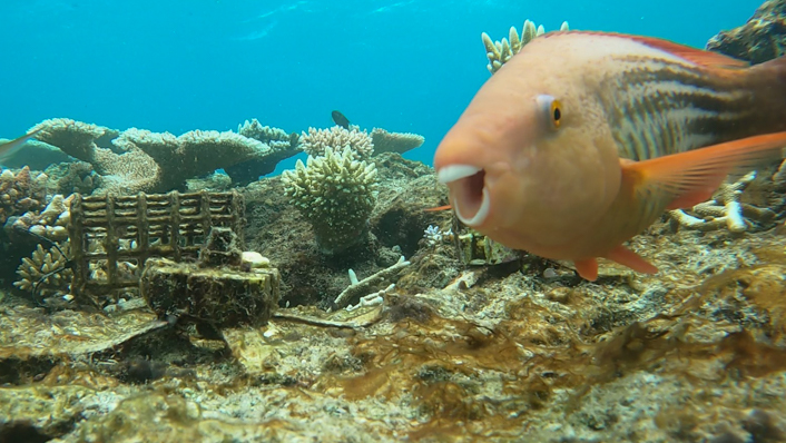 A parrotfish swims towards the camera