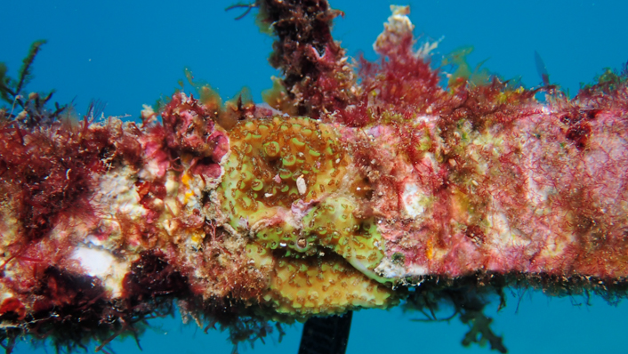 A young coral is growing within a device that is designed to help them grow and protect them from predators