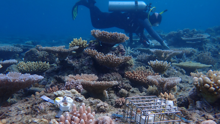 Little devices that hold baby corals are on a reef while a diver swims in the background