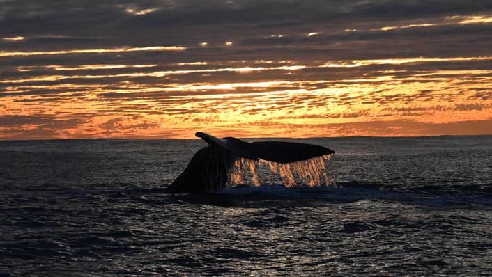 The tail of a pygmy blue whale out of the water, whilst the sun sets in the background