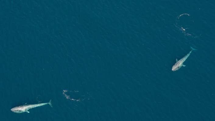 aerial of two pygmy blue whale adults