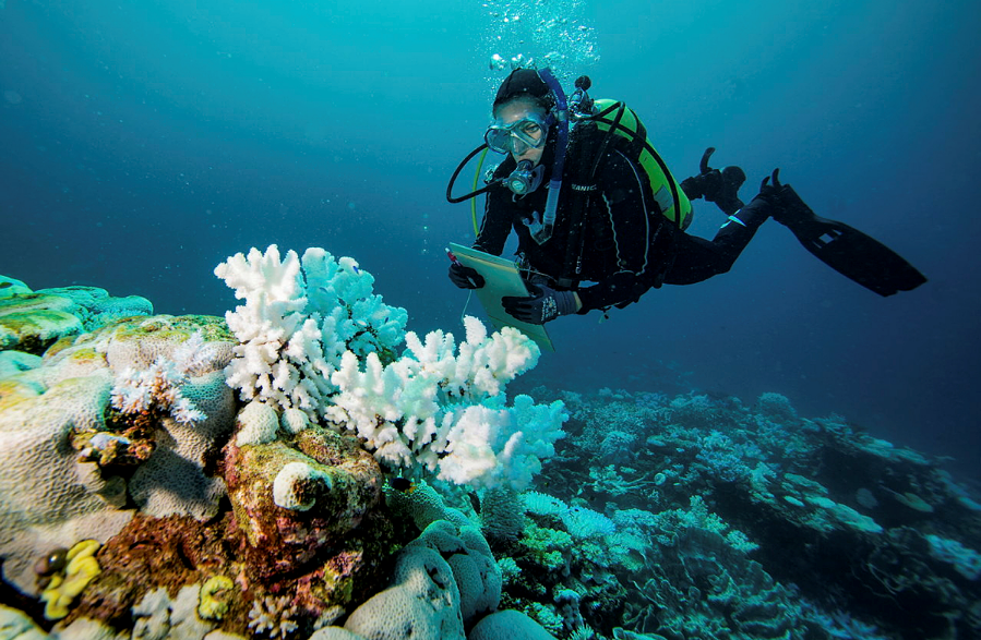 diver in scott reef