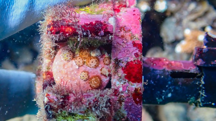 a close up of several young round corals on a solid device that has lots of pink encrusting algae on it. a hand in a blue glove is just visible on the left, holding the device
