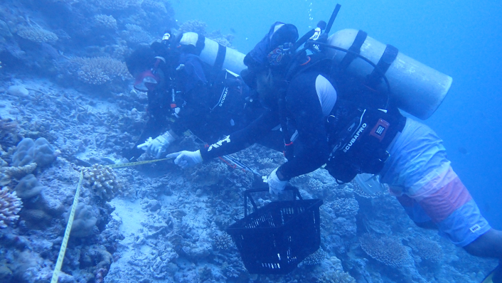 Two scuba divers place white three-pronged devices onto a coral reef