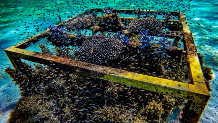 a small head of corals with a yellow frame surrounding it. There are hundreds of small colourful fish over the coral.