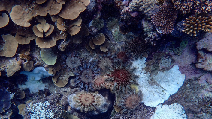 Crown-of-thorns starfish