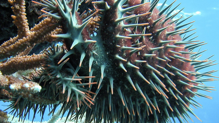 Crown-of-thorns starfish