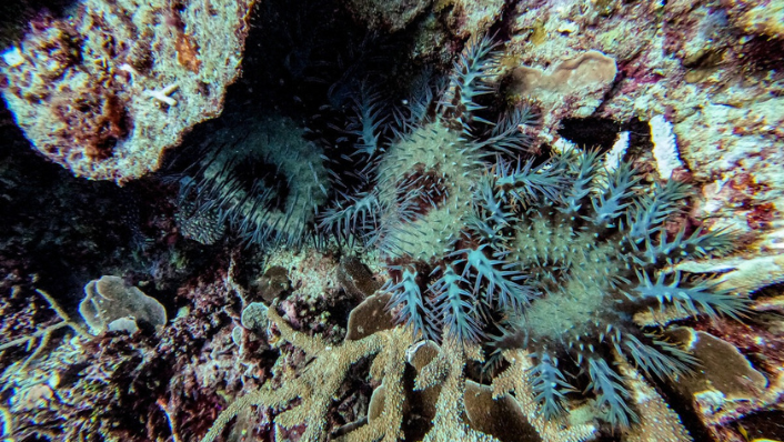Crown-of-thorns starfish