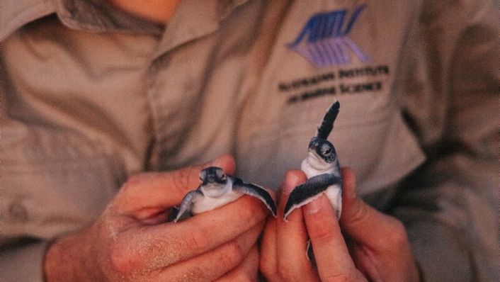 Baby green sea turtles held by AIMS scientist
