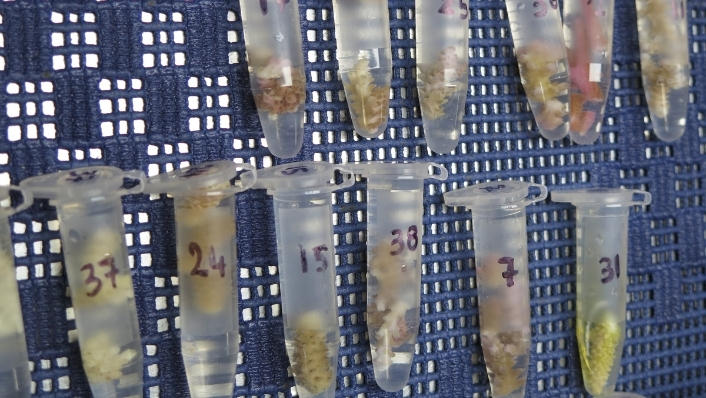 Coral samples in tubes