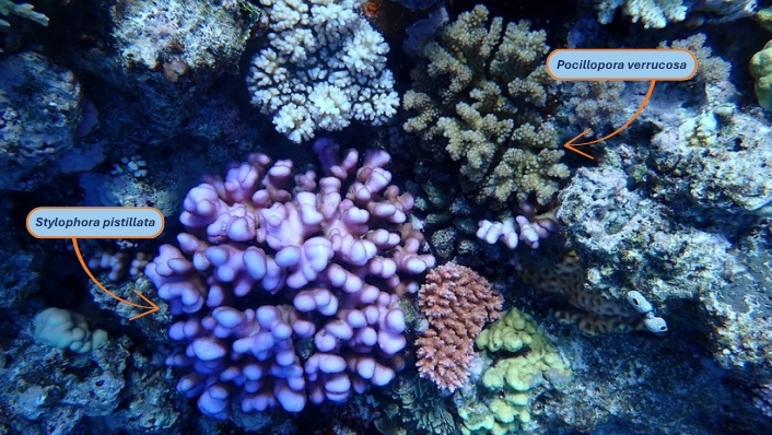 Different coral species, Stylophora pistillata and Pocillopora verrucosa