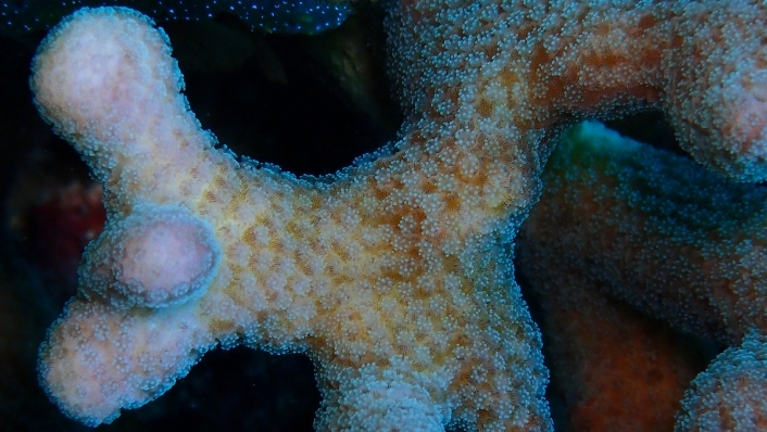 Stylophora pistillata, a coral species