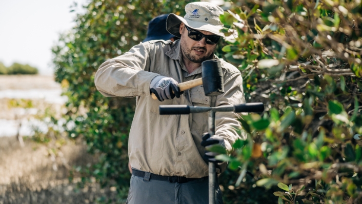 Scientists take soil core from mangroves