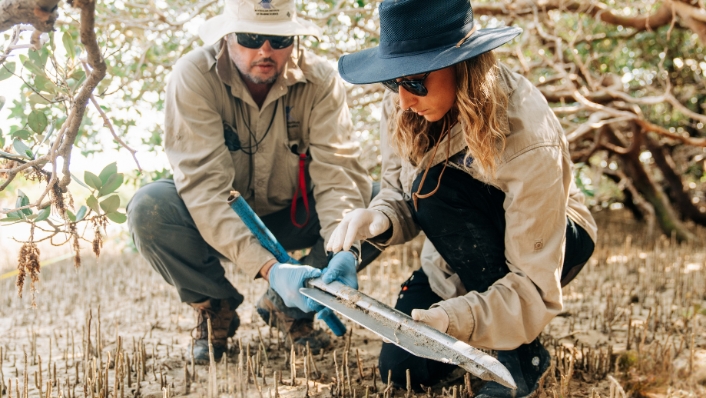 Scientists take soil core from mangroves