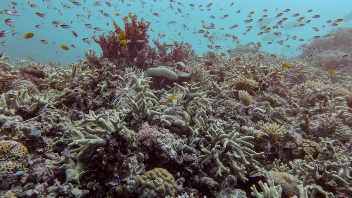 Diverse corals despite bleaching event in southern Great Barrier Reef