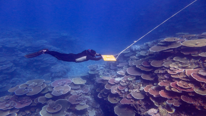 Scientist conducts manta tow survey of coral cover on Great Barrier Reef
