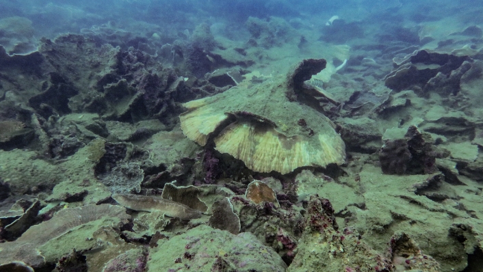 Overturned corals due to storm damage in central Great Barrier Reef