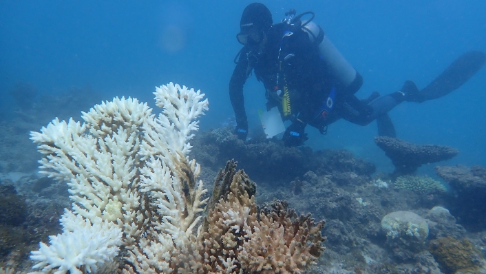 Diver surveys coral bleaching at Tantabiddi reef, Ningaloo