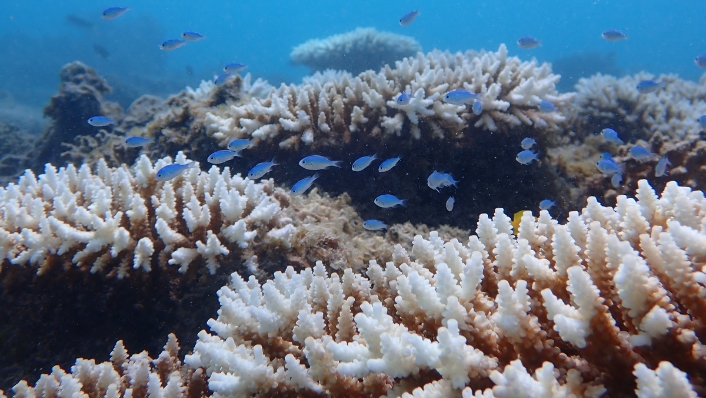 Bleached corals at Tantabiddi reef, Ningaloo