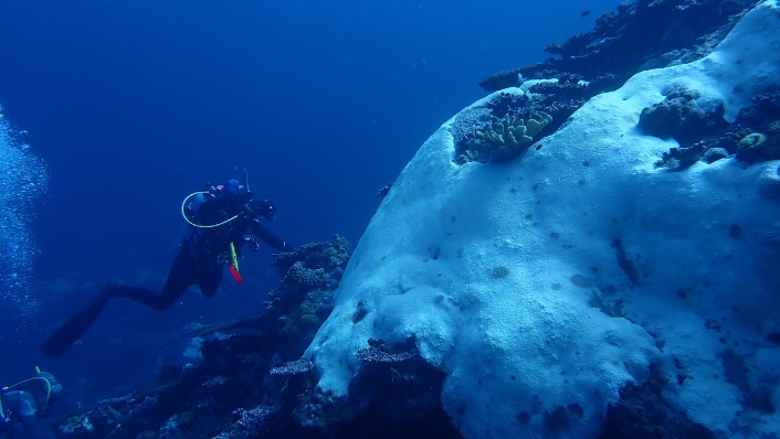 Divers survey bleaching of massive coral at depth, Rowley Shoals, WA