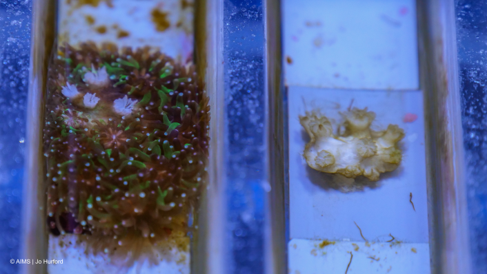 A close up of two coral fragments - one is larger and brown with turquoise tips, the other is smaller and pale in colour