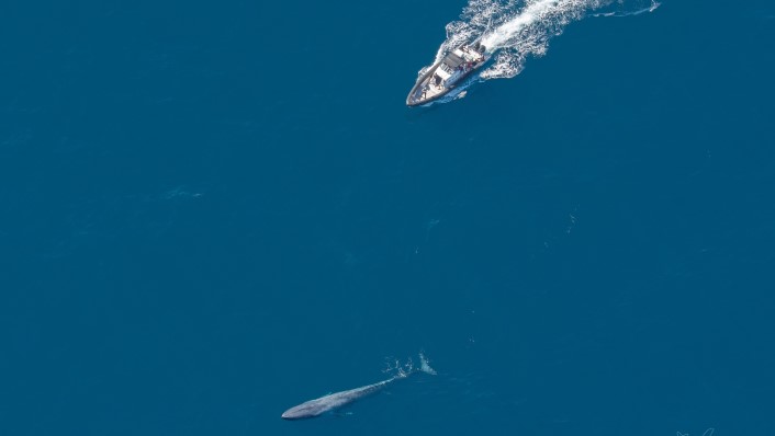 A large whale and a boat are pictured from above