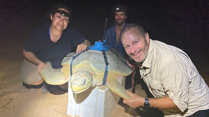 Three people sit beside a marine turtle with a tag fitted onto it