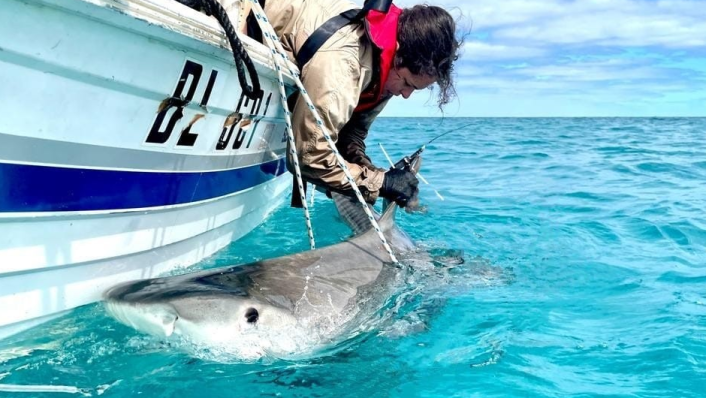 A woman hangs over the side of a boat to attach a tag to the fin of a tiger shark