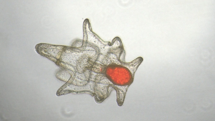 Crown-of-thorns starfish larvae with algae visible in its gut