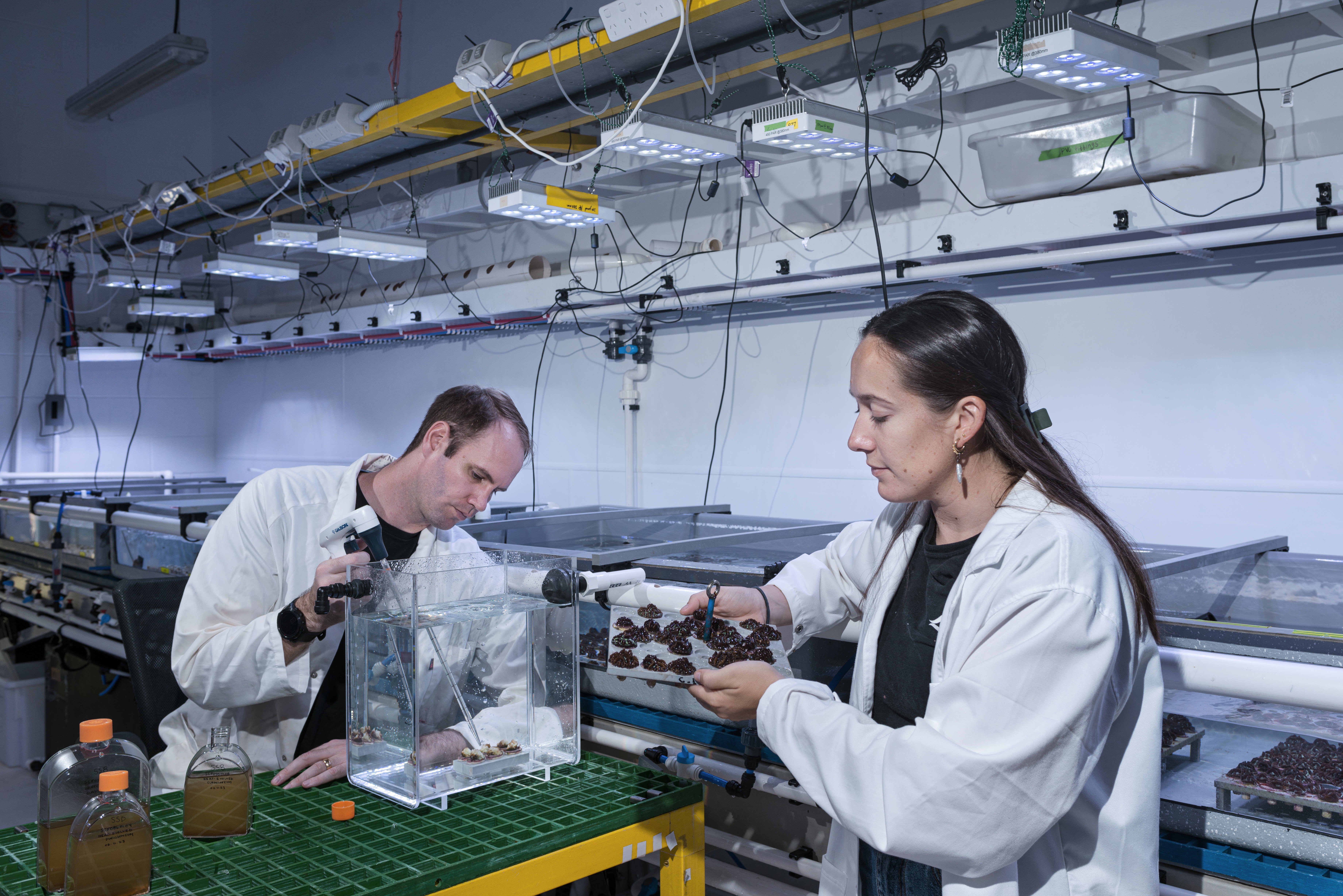 Scientists inoculating young corals in a lab
