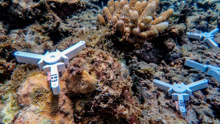 Coral seeding devices on a reef