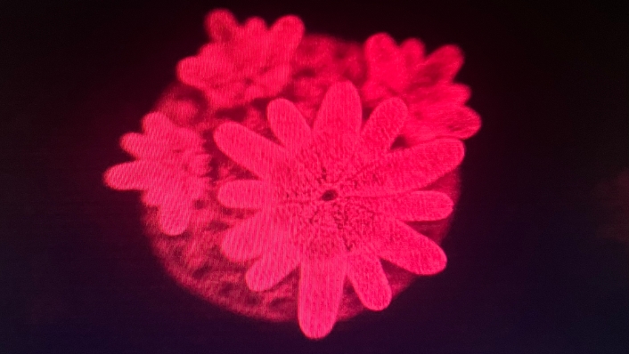 Coral polyp under red light