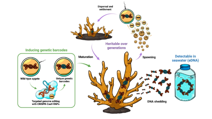 Diagram of using eDNA to track heritable characteristics of coral