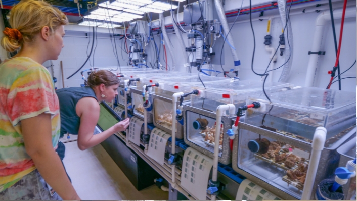 Scientists with corals in tanks