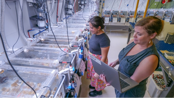 Scientists with corals in tanks