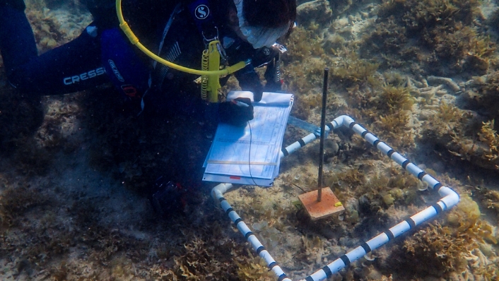 Scientist diver surveys experiment on seabed