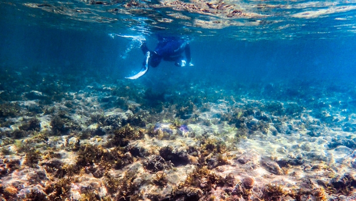 Snorkeller swims over seaweeds
