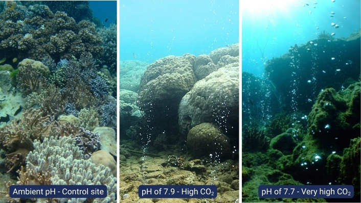3 images of reef in varying conditions. the first reef on the left is very diverse and healthy. A label reads 'Ambient pH - COntrol site.'. The photo in the middle shows large boulder corals and bubble coming out of the reef floor. The label reads 'pH or 7.9 - High CO2. the thrid image on the right has many bubble coming out of the sea floor. there are some reef structures but they are covered in algae. The label reads 'pH of 7.7 - Very high CO2.