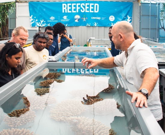 Scientists demonstrate coral spawning technology