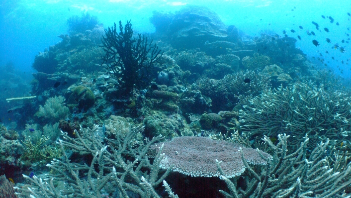 Healthy coral reef