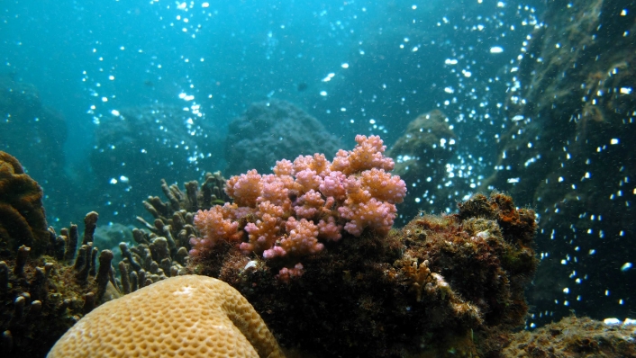 CO2 bubbles emerge from volcanic seeps around corals
