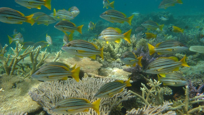 a school or medium sized yellow fish with horizontal stripes about a coral reef