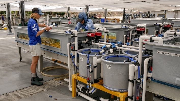 Two scientists check autospawner tanks in coral aquaculture facility