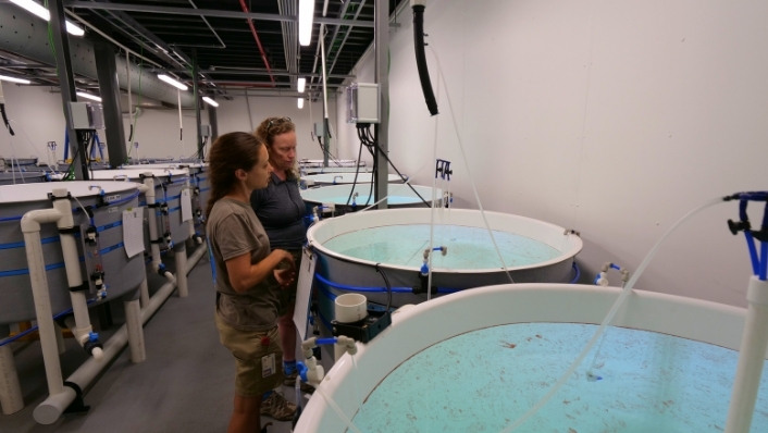 Resarchers look at tanks filled with coral larvae