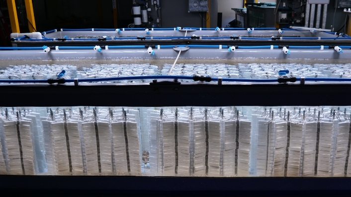 Tank filled with stacks of coral seeding devices