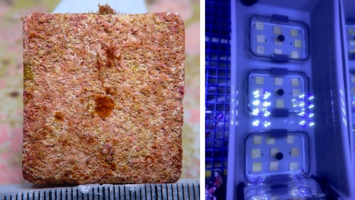 Juvenile corals growing on tiles