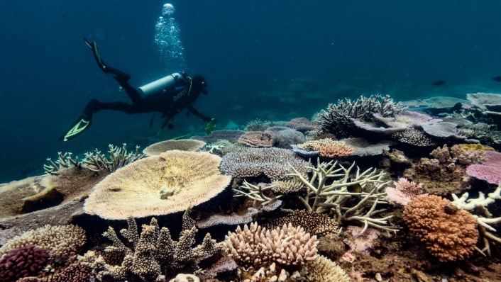 A diver swims over a coral reef which is experiencing a bleaching event