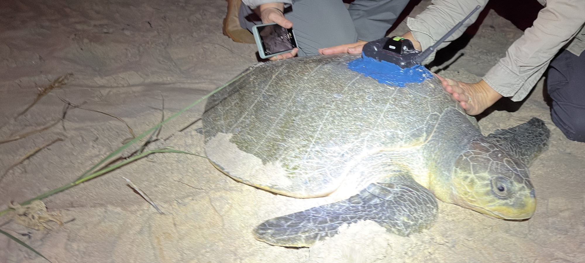 Tracking the movements and researching the risks to threatened Tiwi turtles