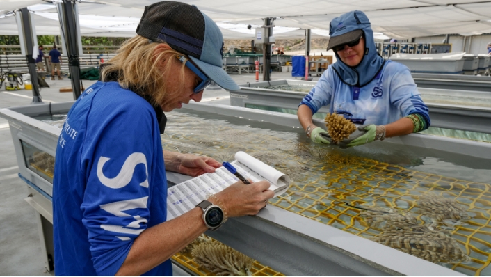 Scientists stock-taking corals in a tank 