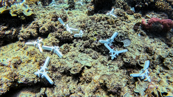 Coral seeding devices on the sea floor
